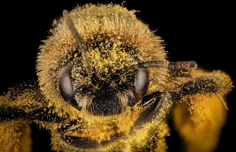 Pollinator flowers in bloom